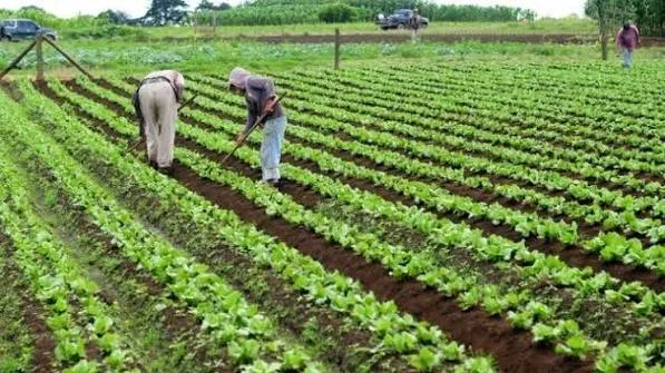 Agricultura domina prioridades do OGE 2027 no Cuanza-Norte