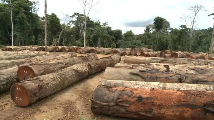 Produção de madeira em tronco cresce 44,9% em Angola