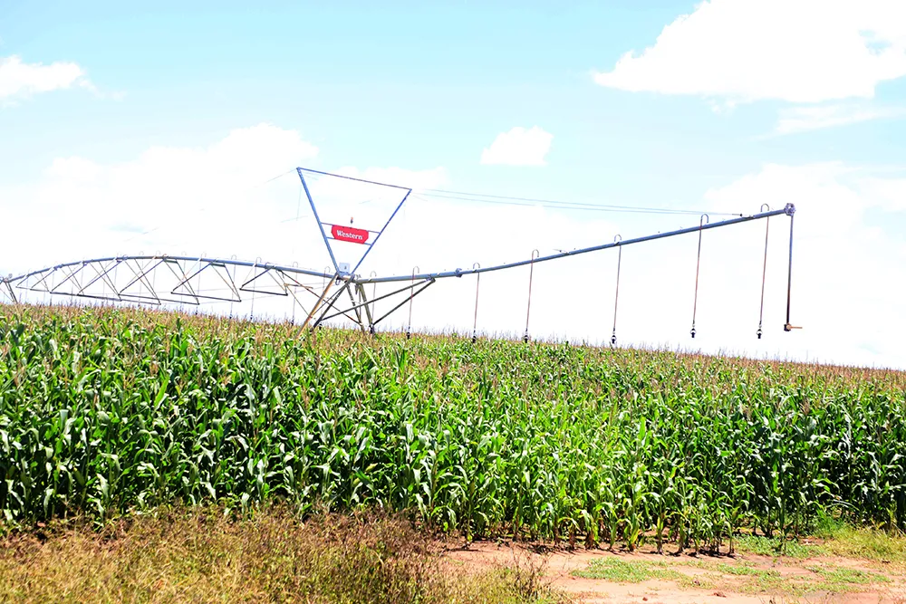 Fazenda UNICANDA atinge produção de 16 mil toneladas de milho em Kalandula