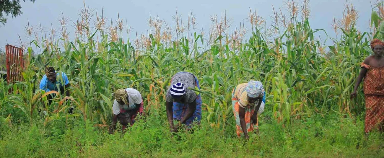 Mecanismo fornece sementes a 20 milhões de agricultores de 34 países
