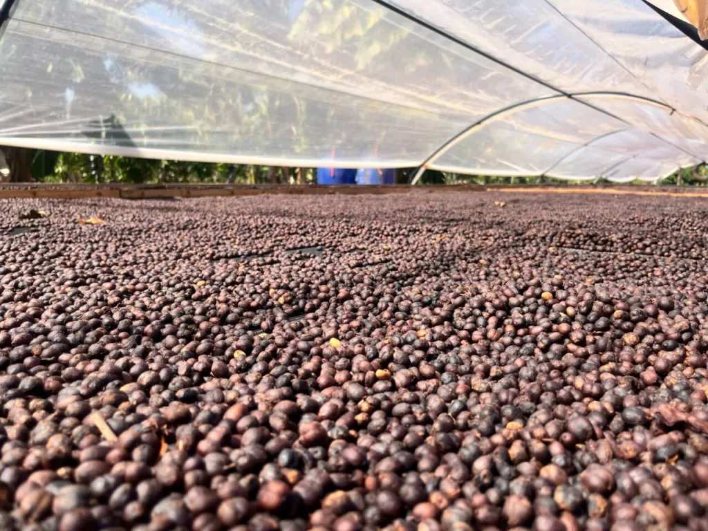 País prepara início de exportação de café, caju e outros produtos para a China