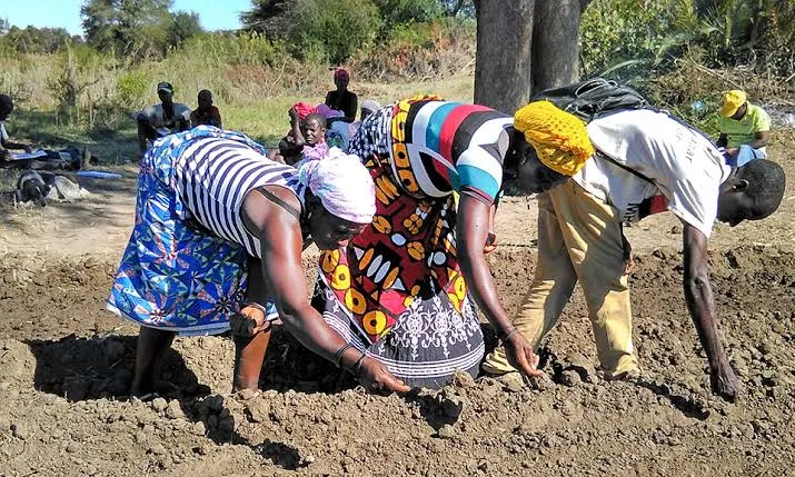 Agricultura ocupa 6,4 milhões de pessoas em Angola