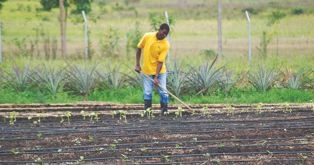 Políticas ineficazes impedem crescimento da produção agrícola