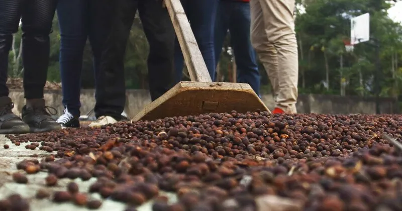 O preparo do café na fazenda Uiri no kwanza sul