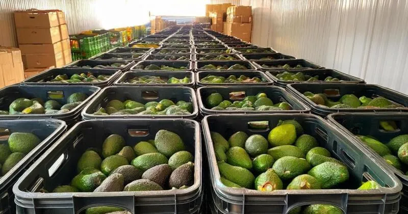 Cadeia de frio serve de ensaio à futura Plataforma Logística da Caála