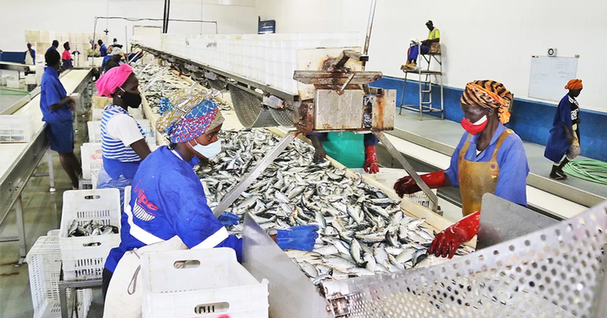 Produção de pescado em 2024 cresceu 11% para 664.491 toneladas