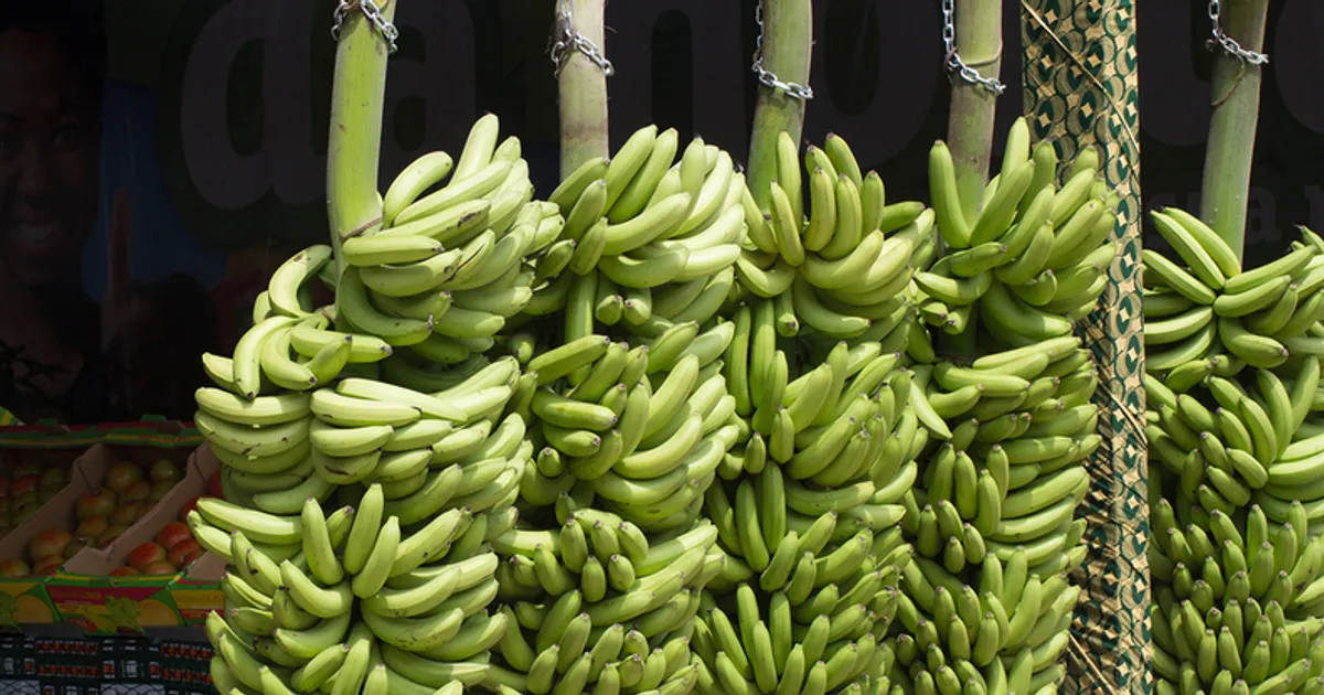 Angola é dos maiores em banana, mandioca e batata doce, mas quase não exporta