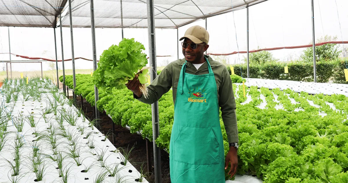 Das mãos de um informático "brotou" uma horta sustentável