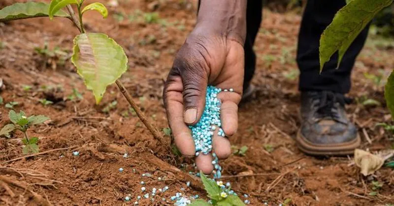 Governo vai distribuir apenas 19,5% das necessidades de fertilizantes do País