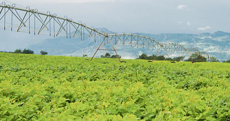 Do campo à empresa | 5 decisões para transformar produção em negócio