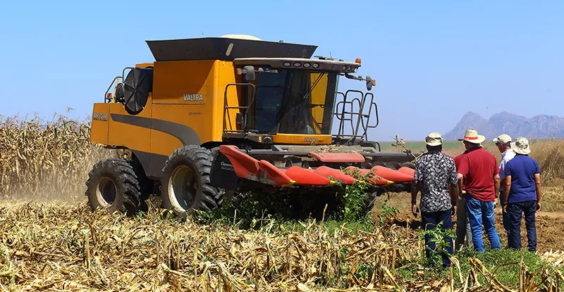 Mandioca e milho valem 89%  da produção agrícola nacional