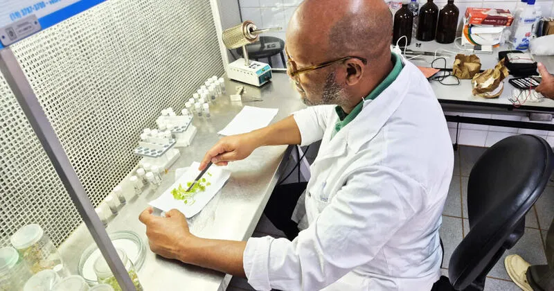 Descoberta em Angola nova variante de vírus que ataca plantações