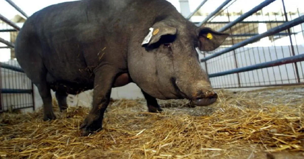 Peste Suína Leva Ao Abate De Centenas De Animais No Huambo