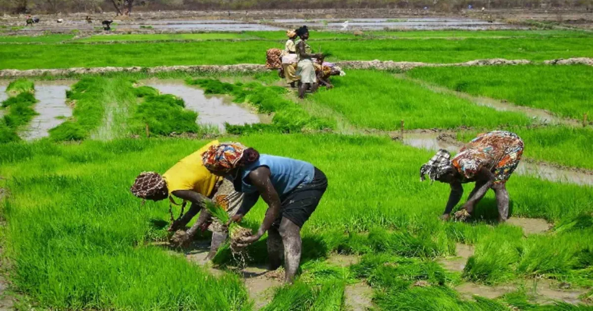 Bad Apoia Produção De Arroz Em Moçambique