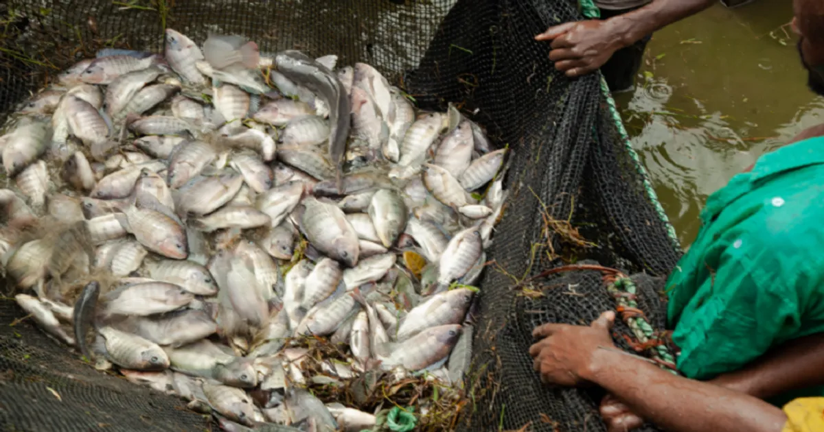 Pesca Interior Pode Salvar Milhões De Africanos