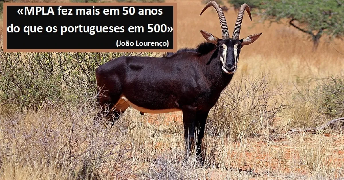 Palanca Negra Gigante Em Perigo De Extinção