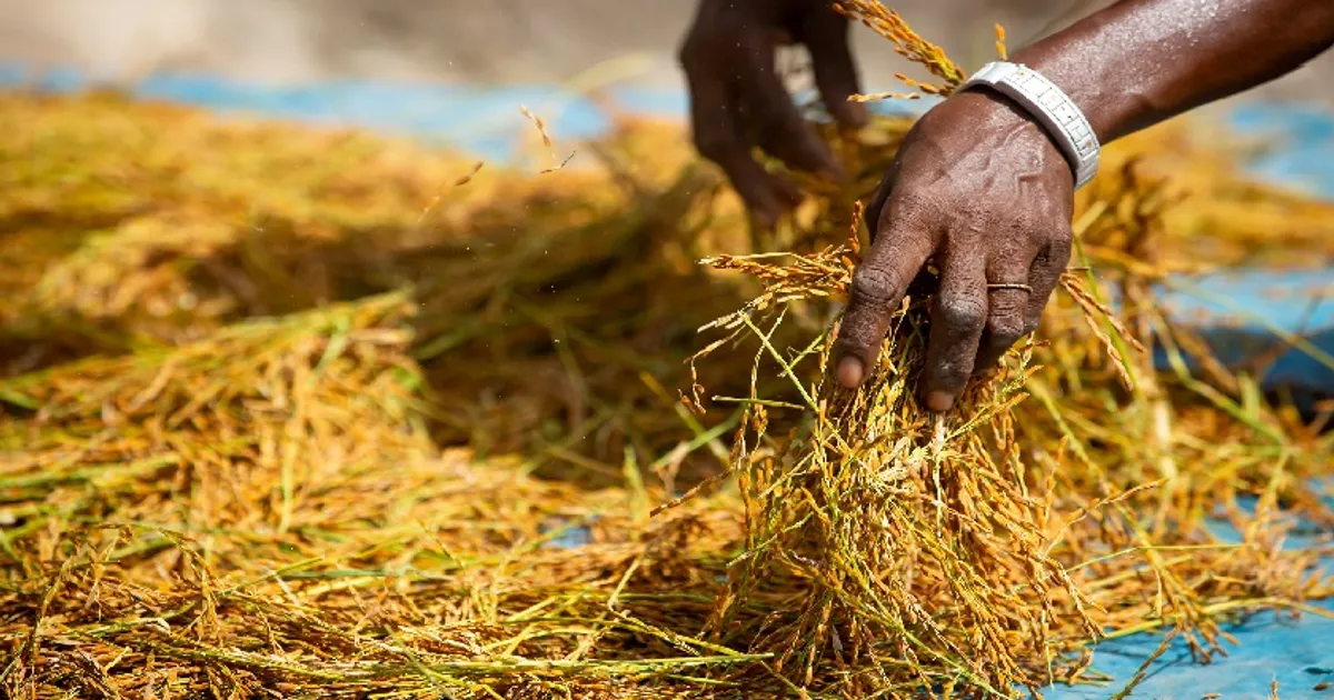 Mais 9,44 Milhões Para Adubar A Produção De Arroz