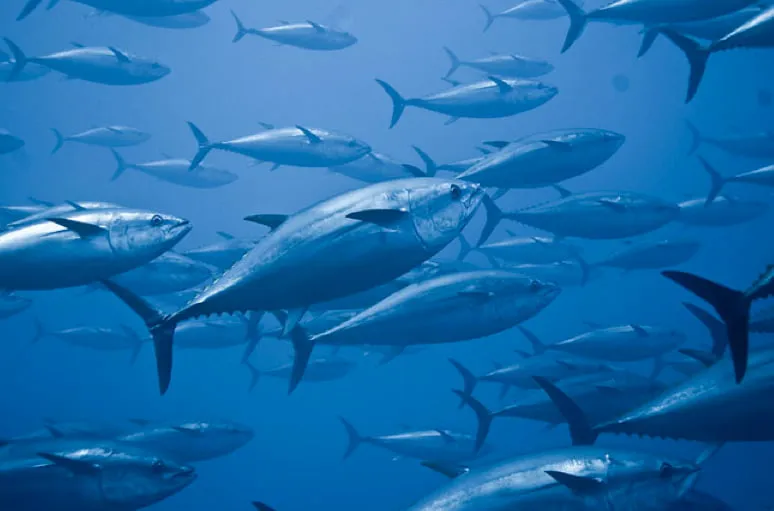 União Europeia renova derrogação a Cabo Verde com aumento das quantidades de pescado