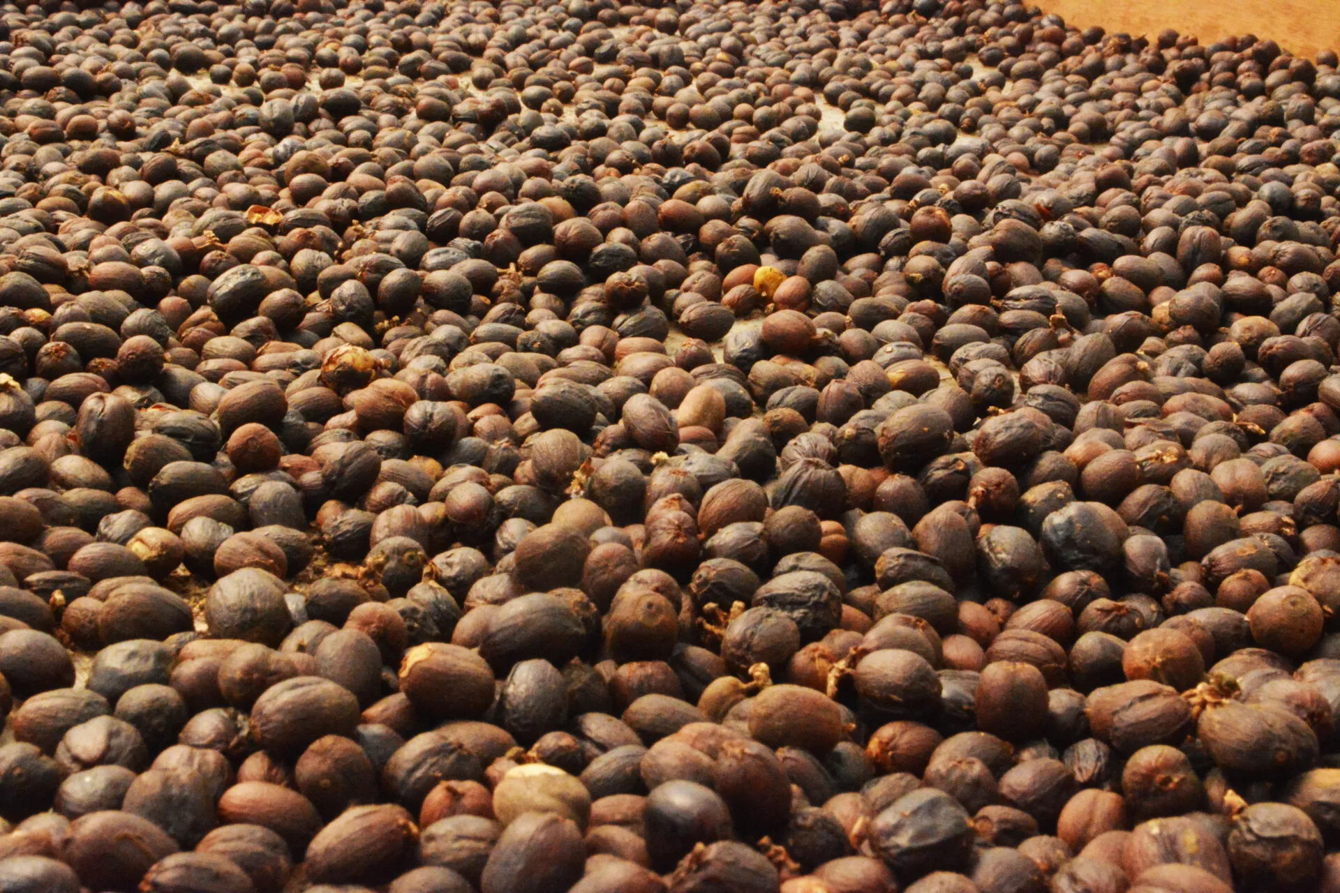 Café angolano dispara 51,8% nas exportações e reforça presença na Europa