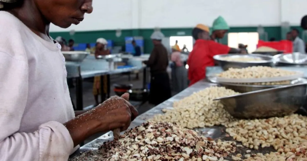 7.600 toneladas de castanha de caju contrabandeadas de Moçambique para a Tanzânia
