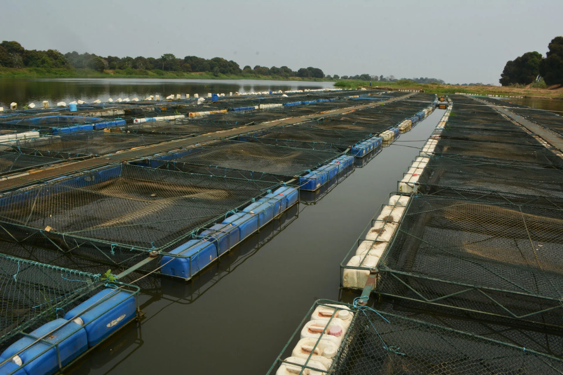 Cabo Verde avalia projecto de aquacultura de garoupa para exportação a partir de São Nicolau