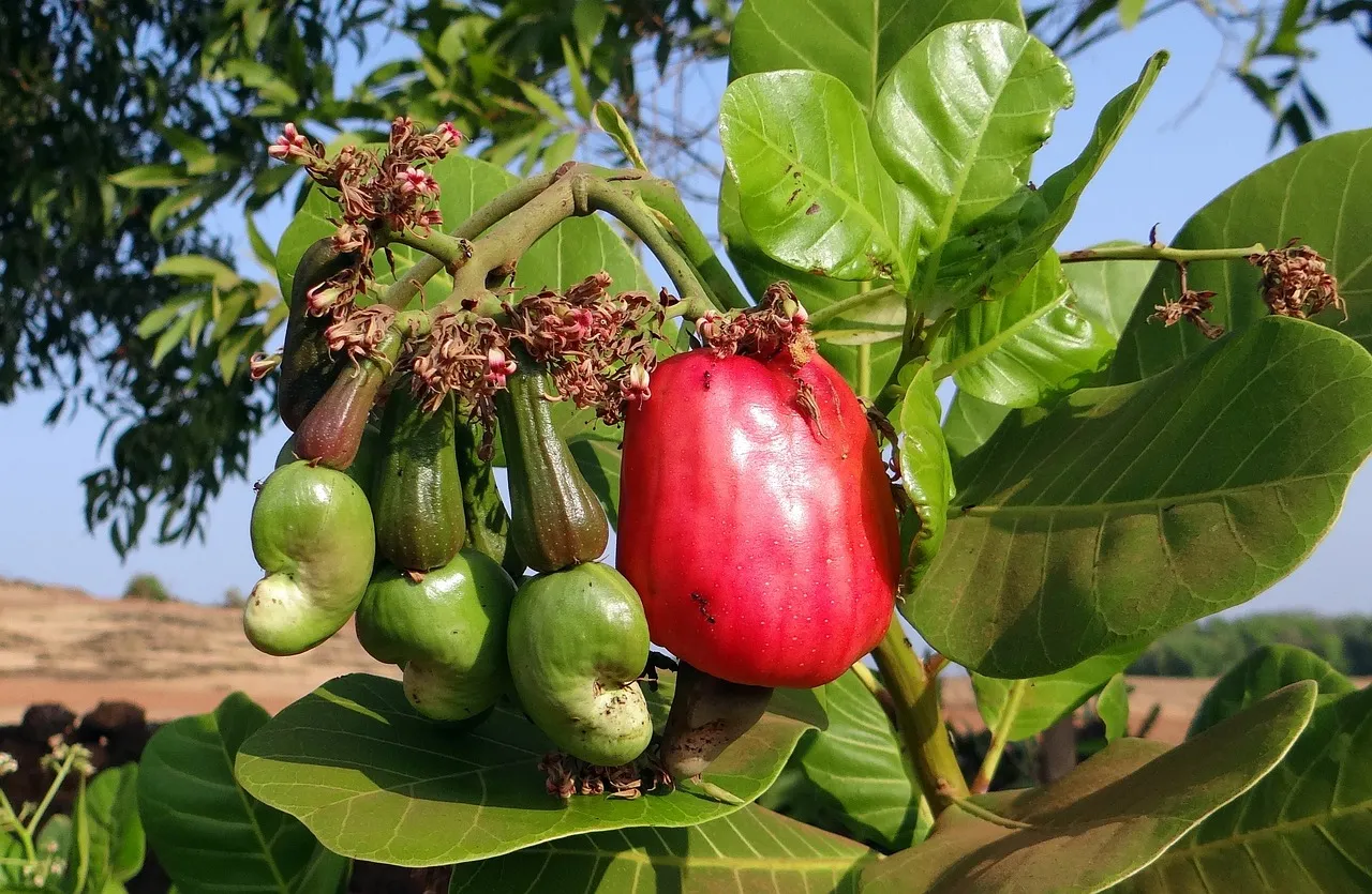 Guiné-Bissau perde anualmente 50 milhões USD em contrabando da castanha de caju