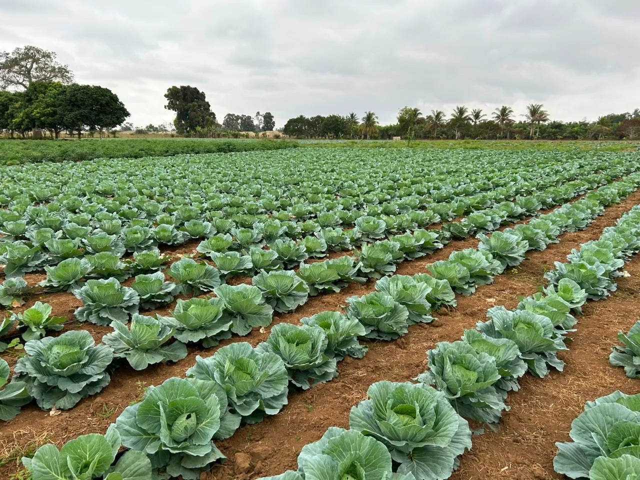 BAD impulsiona agricultura em Angola com financiamento de 600 milhões de kwanzas