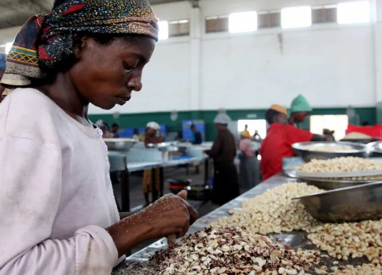 Guiné-Bissau mantém preço da castanha de caju