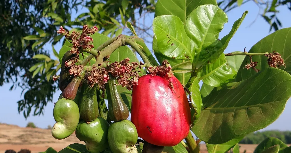 Castanha de Caju atinge 33 milhões de euros no primeiro semestre