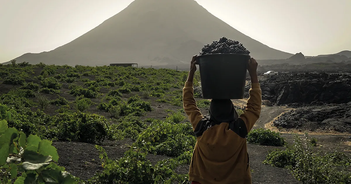 Vinho do Fogo, o néctar da resiliência