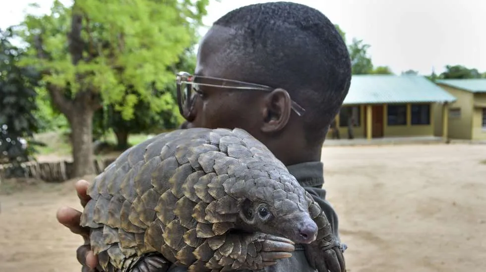 Moçambique apontado como país africano que mais sofre tráfico de Pangolim