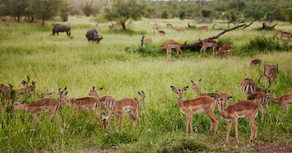 Noruega disponibiliza 5,6 milhões de euros para apoiar actividades no parque moçambicano da Gorongosa