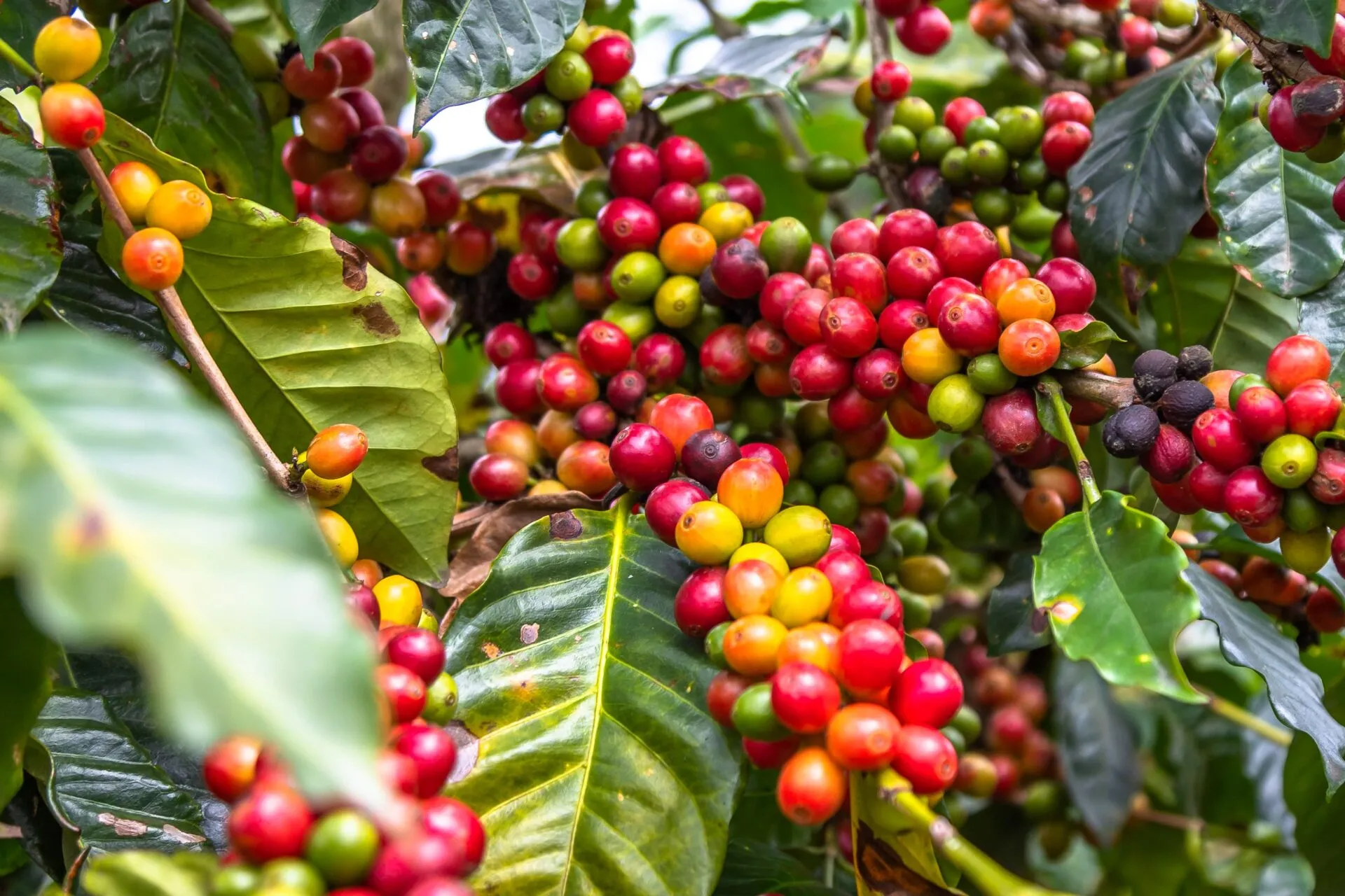 Produção de café brasileira chega a 67,6 milhões de sacas