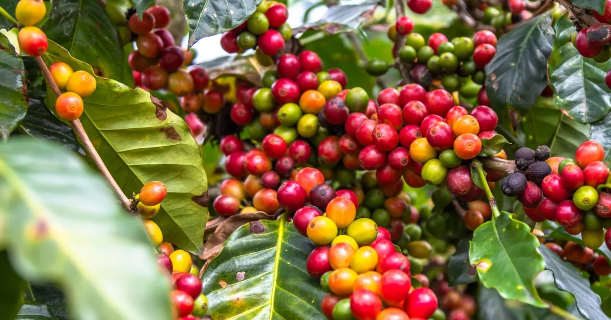 Angola vai investir 1,1 milhões de euros em sementes para relançar agricultura de exportação