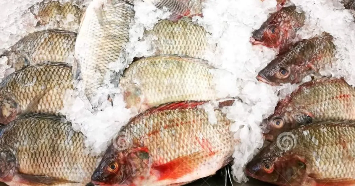 Cabo Verde relança plataforma de pescado de São Vicente com concurso internacional