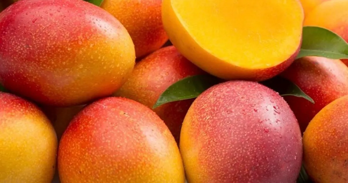 Benguela pretende exportar frutas secas para Holanda e países baixos