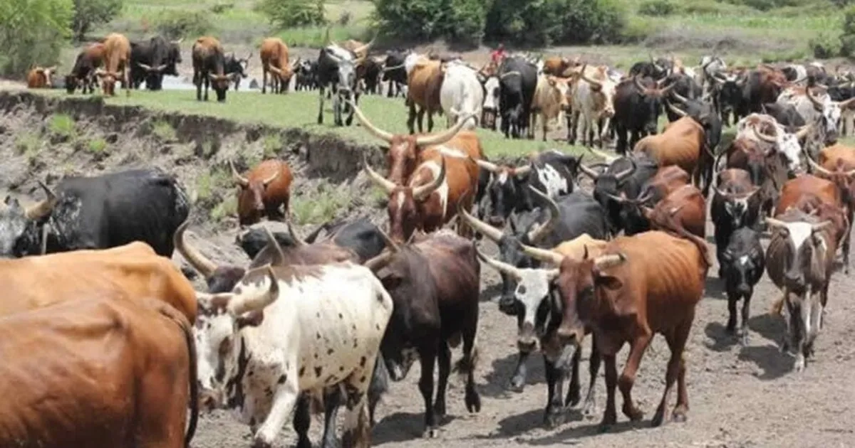 Dívidas acumuladas no sector pecuário condicionam processo de vacinação de gado em Moçambique – ministro