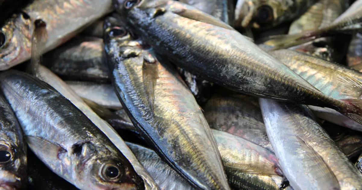 Exportação de peixe da Guiné-Bissau vale mais que as vendas de caju – FMI