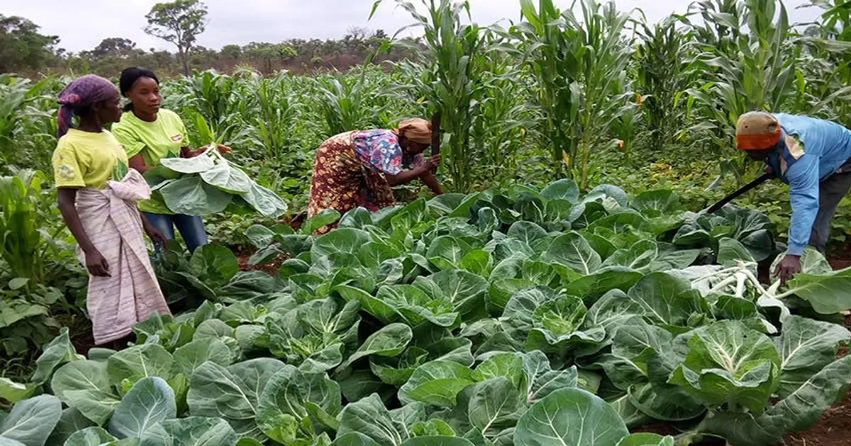 Angola aposta na agricultura familiar em Benguela com pacote de 144,8 milhões USD