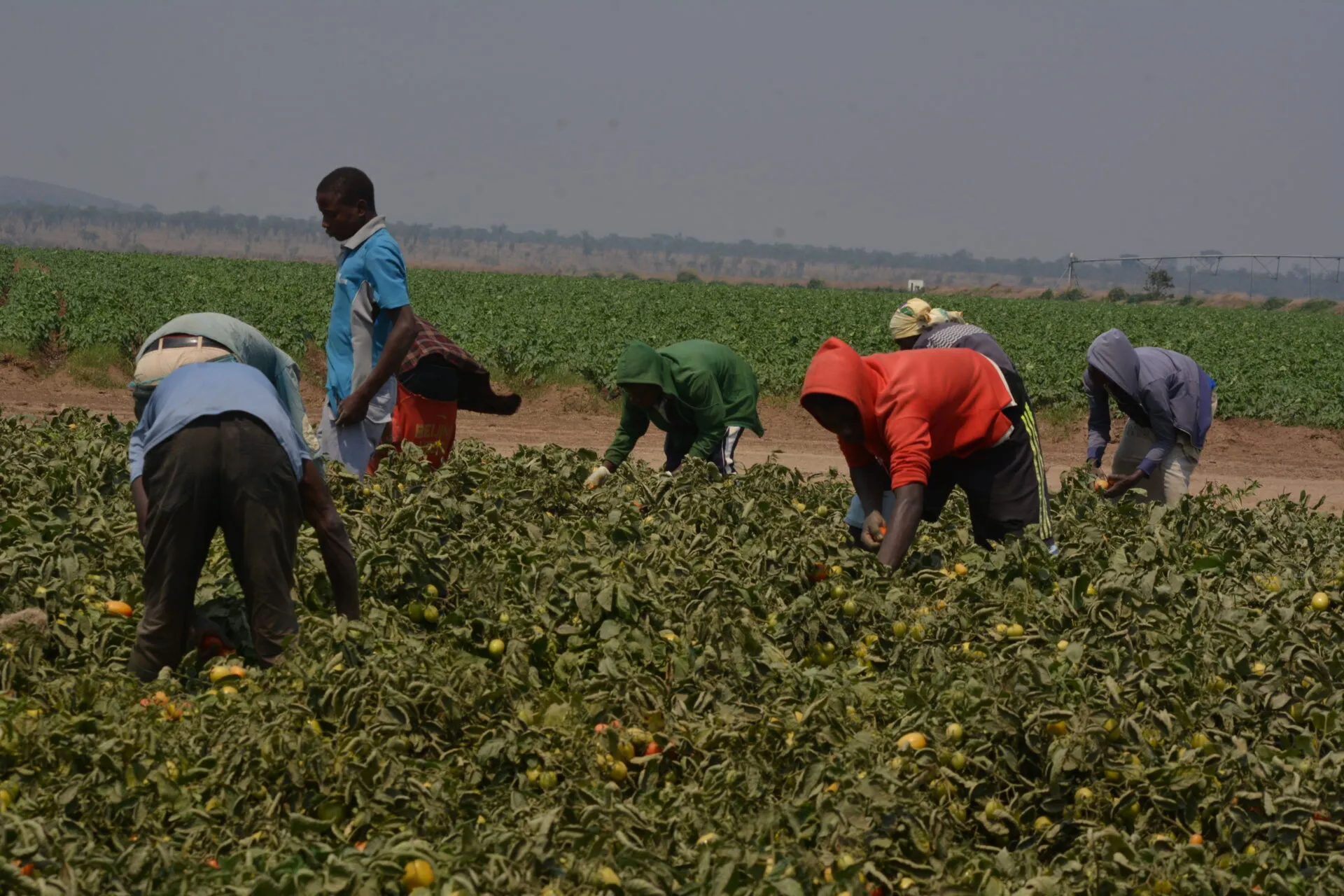 “Agritech Show Luanda” estreia em Outubro com 100 empresas de 10 países