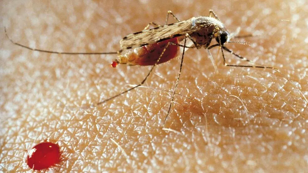 Governo angolano pretende fabricar mosquiteiros para combater a malária ainda este ano