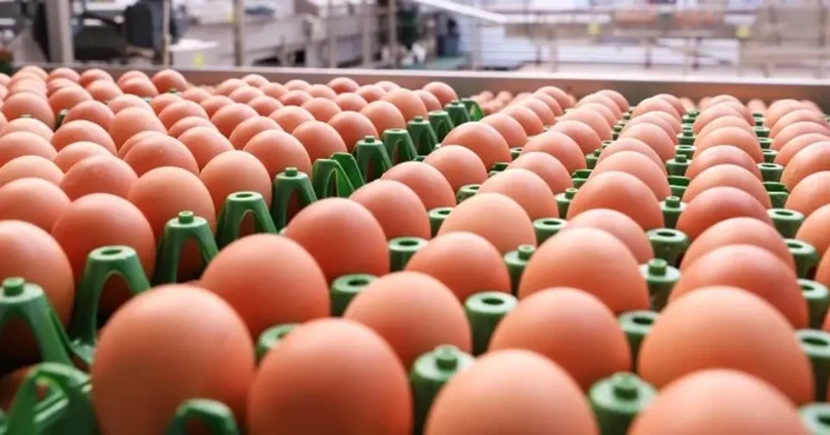 Angola concretiza primeira exportação de ovos fertilizados para o Uganda