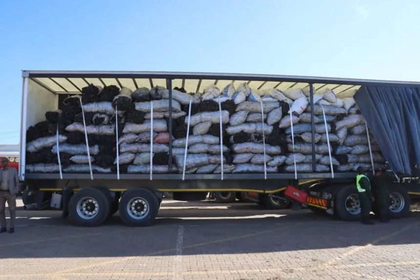 Moçambique apreende 150 sacos de carvão vegetal de exploração ilegal de florestas