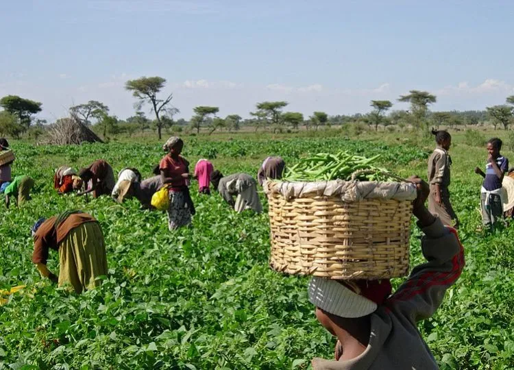 Moçambique reserva 10% dos projectos agrícolas para veteranos da luta de libertação