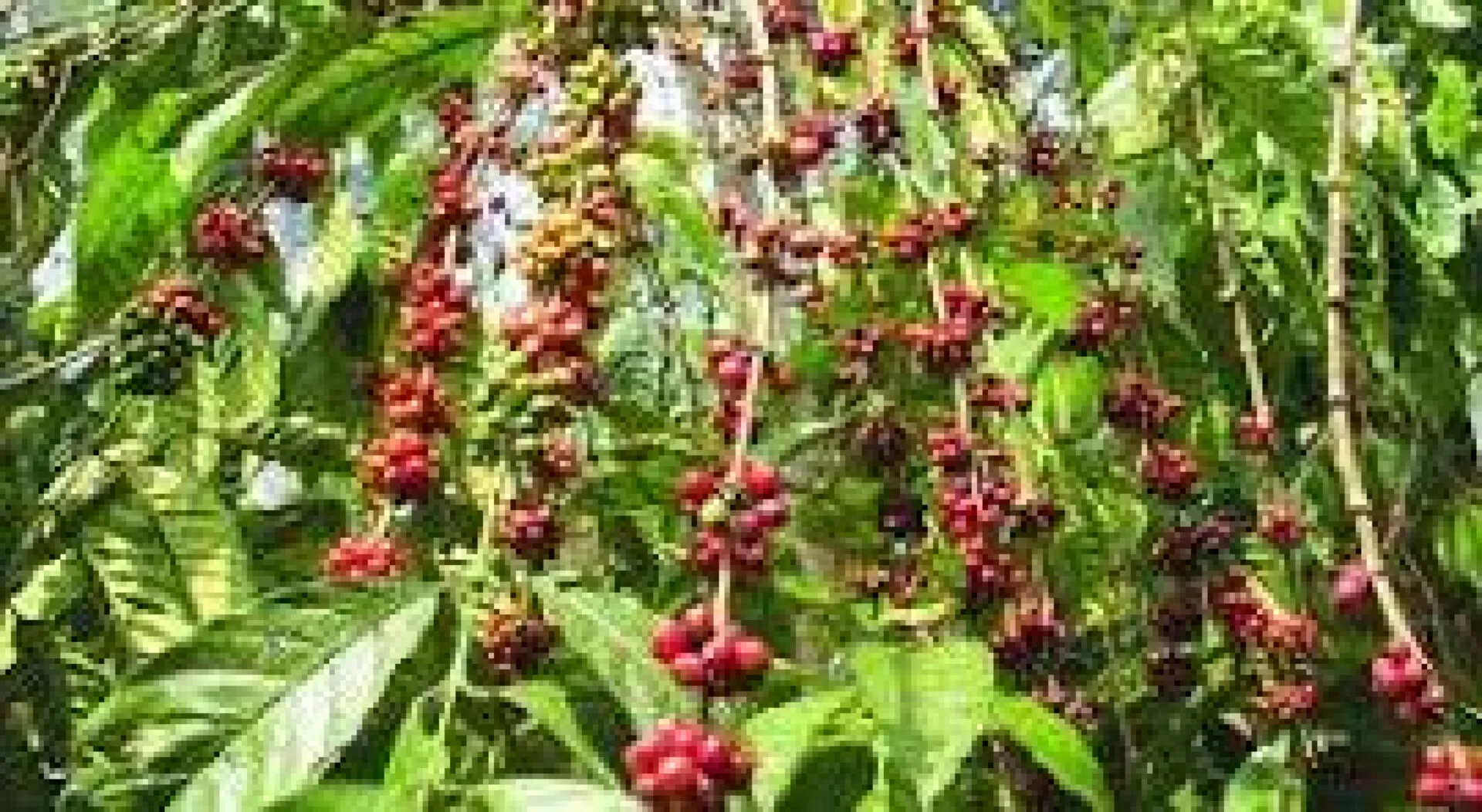 União Europeia e AFD financiam com 11 milhões de euros incremento da produção de café em Angola