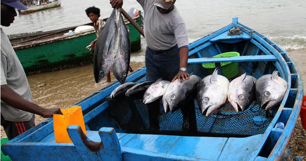 Angola regista prejuízos anuais de 500 milhões de dólares com pesca ilegal