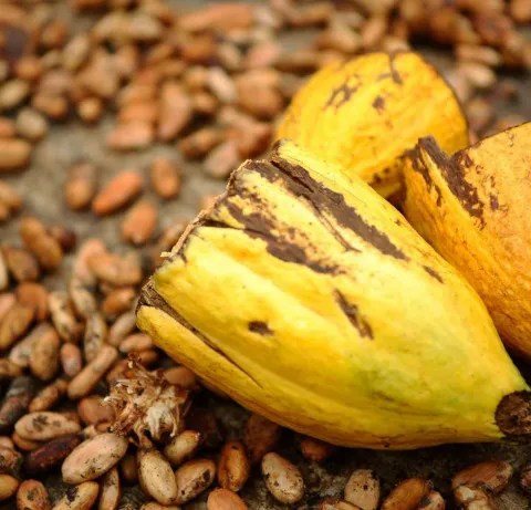 Agricultura desenvolve projecto de viveiros integrados para impulsionar produção
