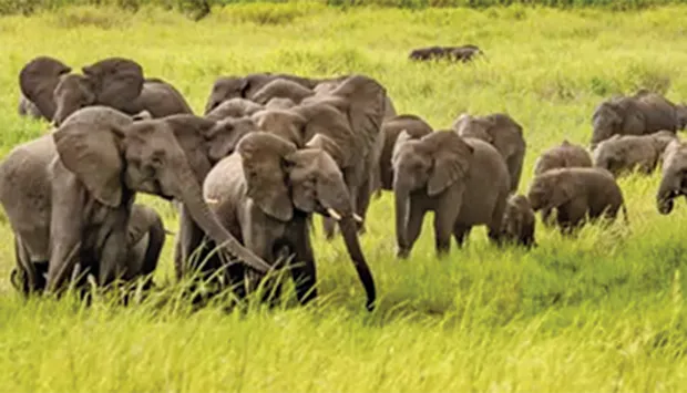 Angola projecta fazendas para a criação de animais da Fauna