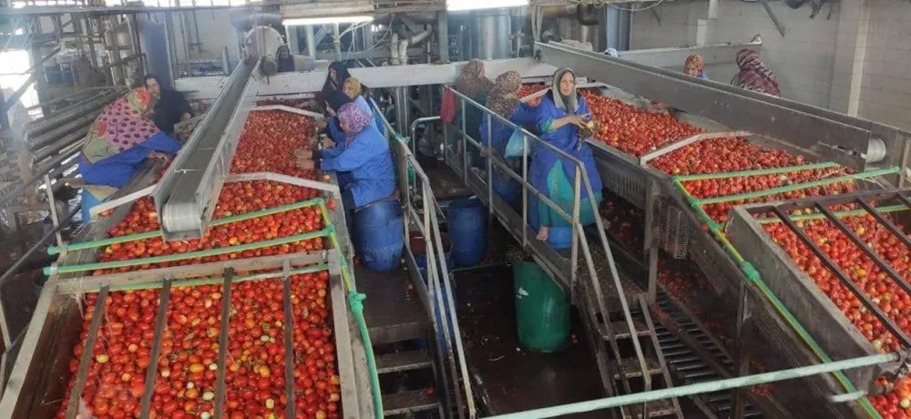 Egipto regista 5,13 mil milhões de dólares em exportações de alimentos