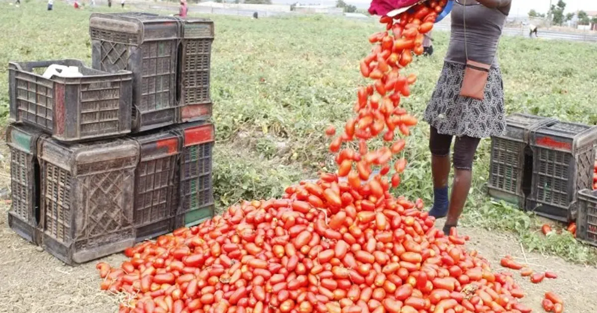 Mais de 400 toneladas de tomate estão a estragar-se na província do Cunene